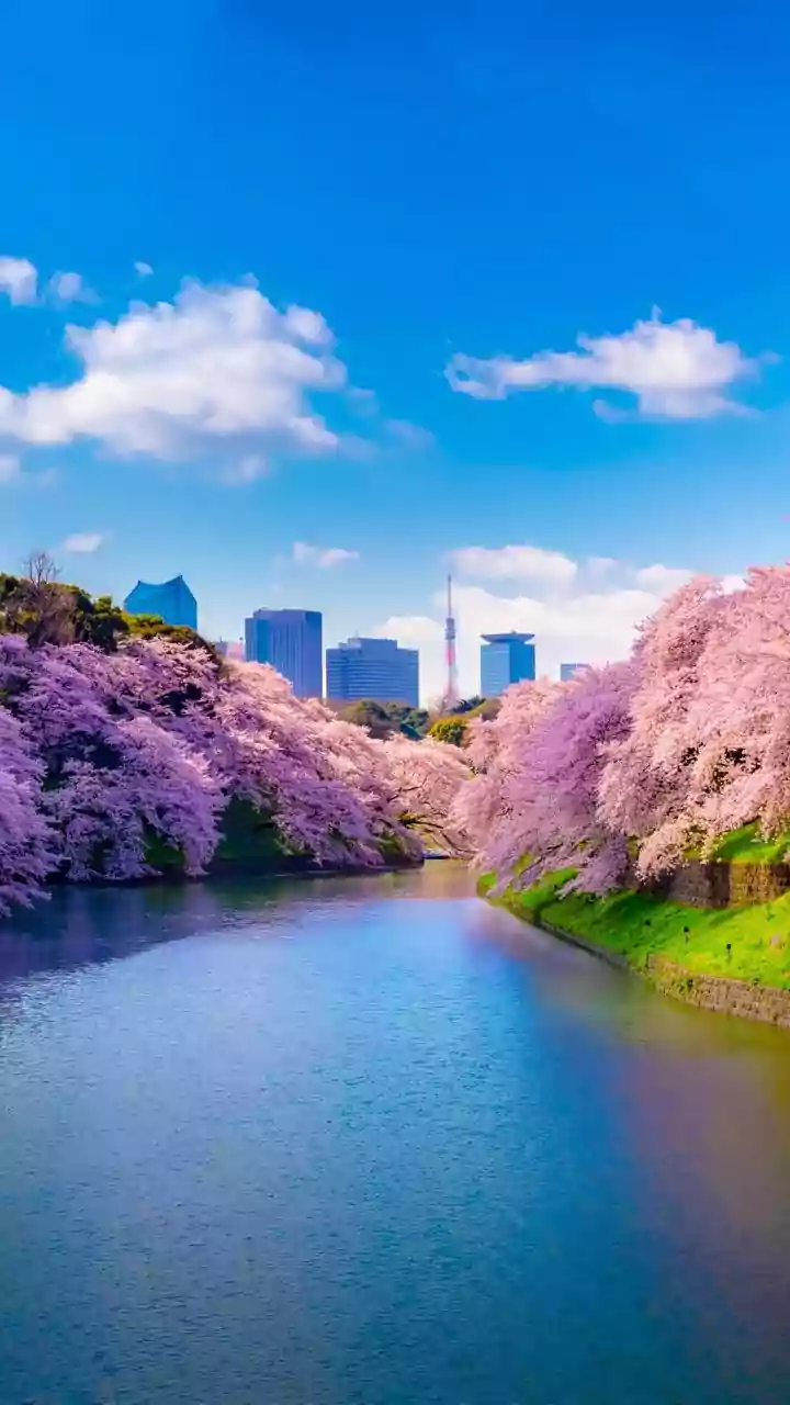 When Too Many Tourists Become A Problem: What Japan’s Cherry Blossom Festival Cancellation Signals