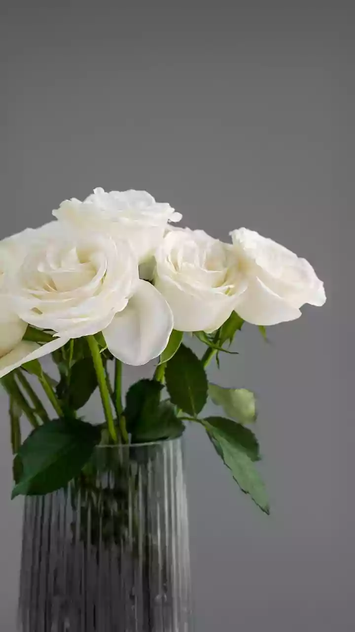 Evite que as rosas percam as pétalas antes do tempo com uma dica simples de jardinagem