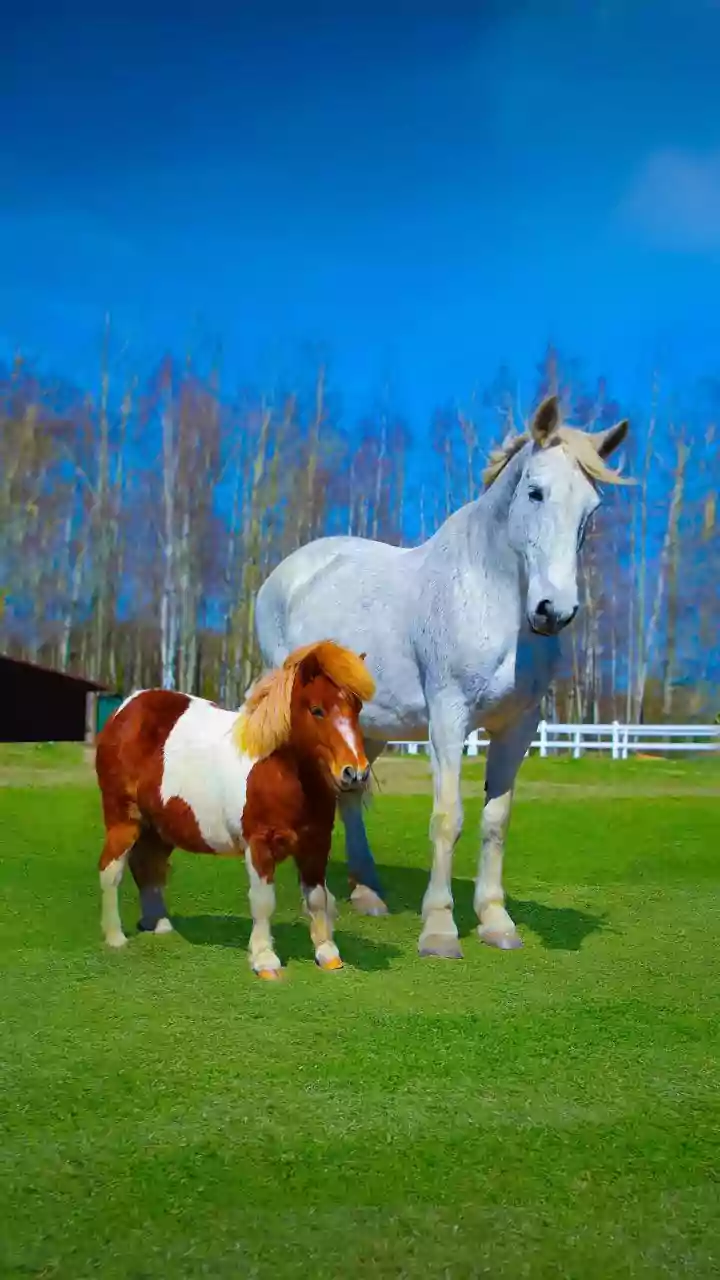 Horse or Frog Illusion: Uncover Your Personality Traits Instantly!