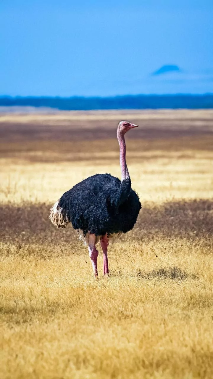 Giants of the Avian World: Exploring the 10 Largest Birds on Earth