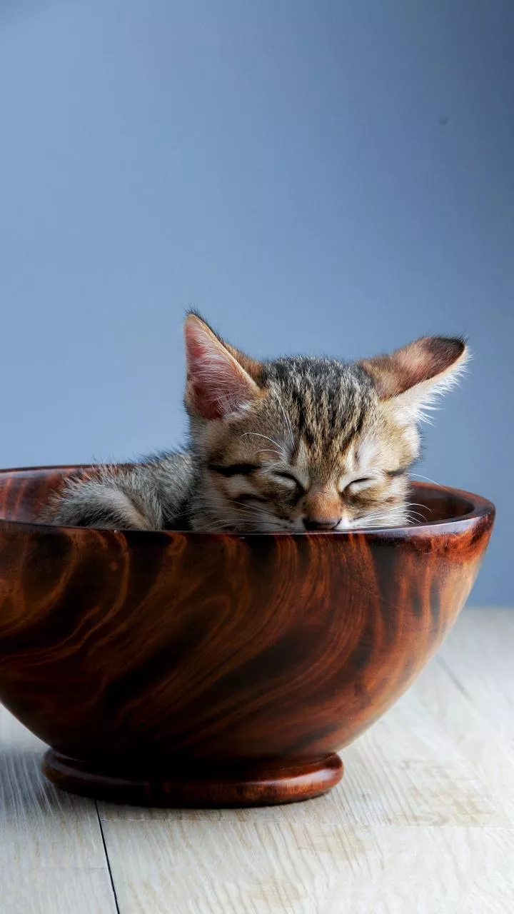 Cold air sends cats curling into laundry baskets