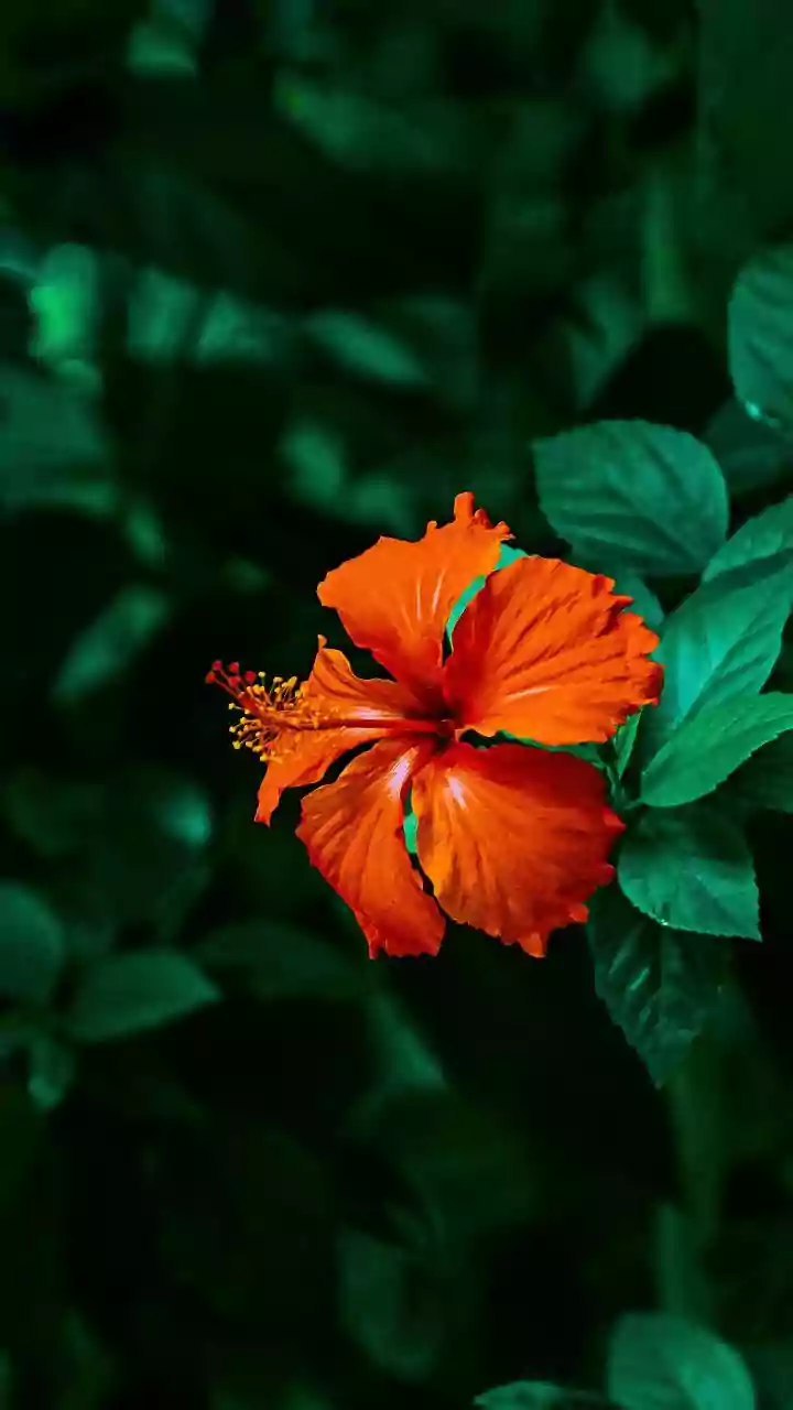 Help Hibiscus Flower Beautifully Using Simple Leftover Starch Rinses
