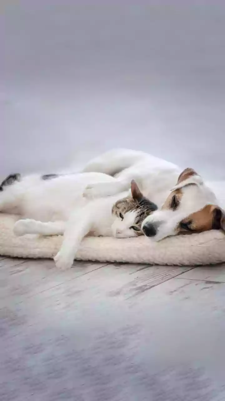 Cozy Sleepers: 8 Animals That Cuddle for Comfort!