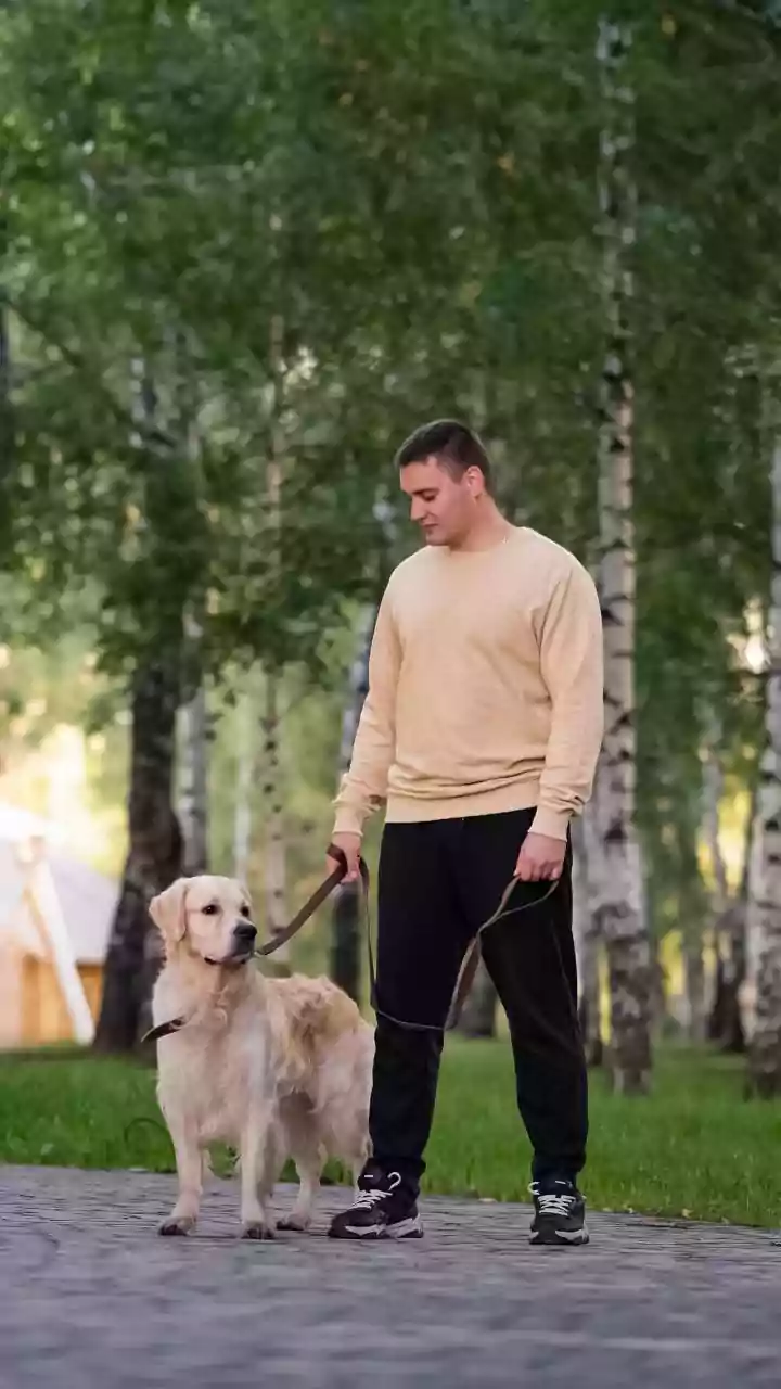 Pet Parents Want Walkable Cities For Their Dogs