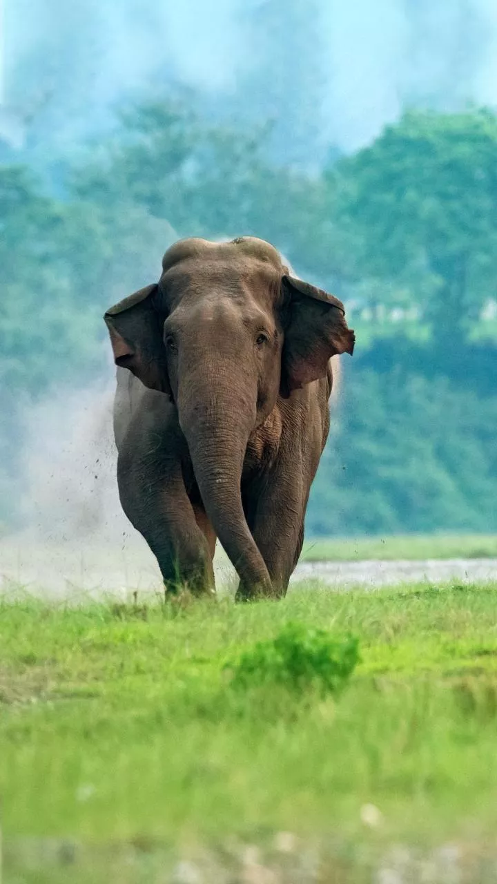 Two wild elephants destroy crops in UP village