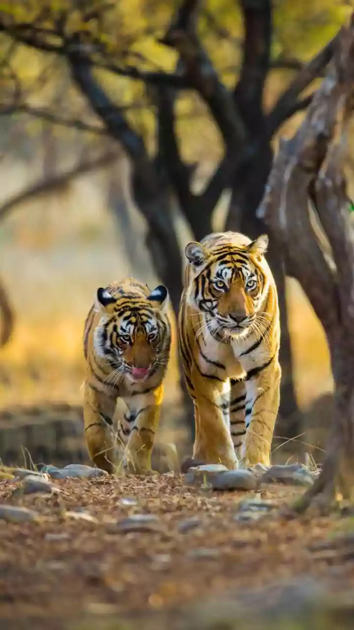 5 Prime Safari Gates: Your Best Shot at Spotting Tigers in North India!