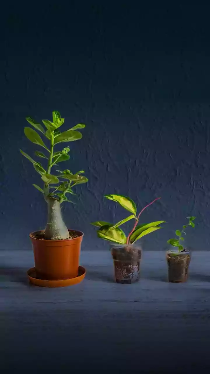 How Monsoon Plant Swaps Can Transform Your Garden