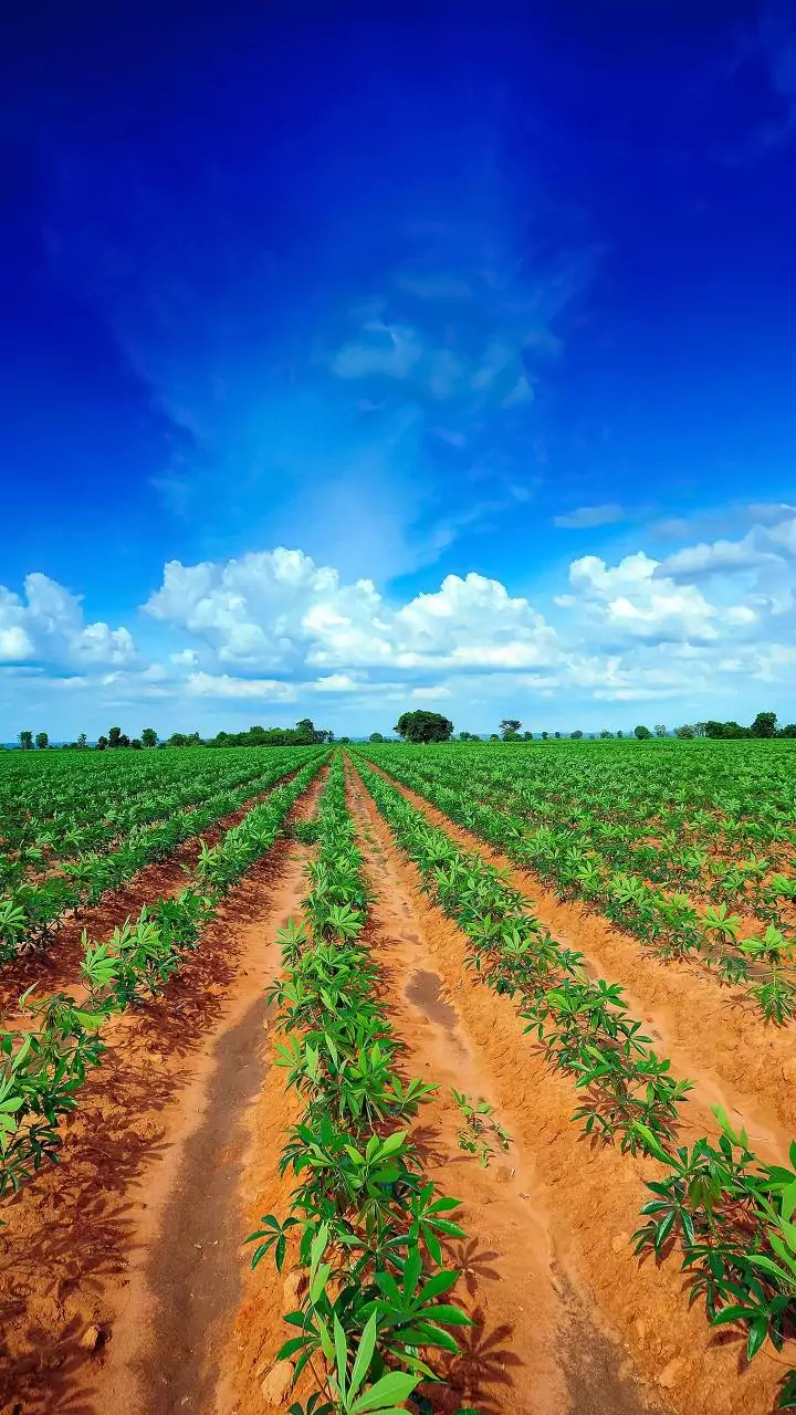 National Biodiversity Authority disburses Rs 3 crore to Red Sanders farmers in Andhra