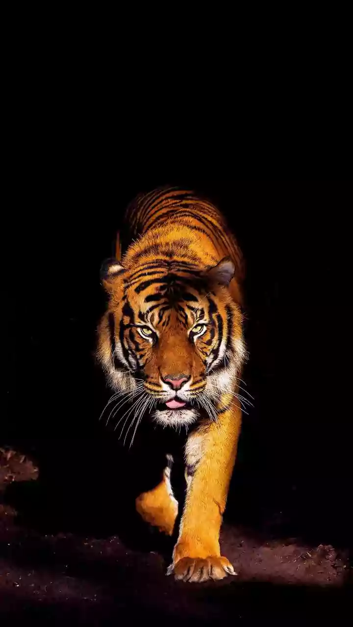 Bhopal News: Poachers On Radar In Sagar's Tiger Death Trap Case