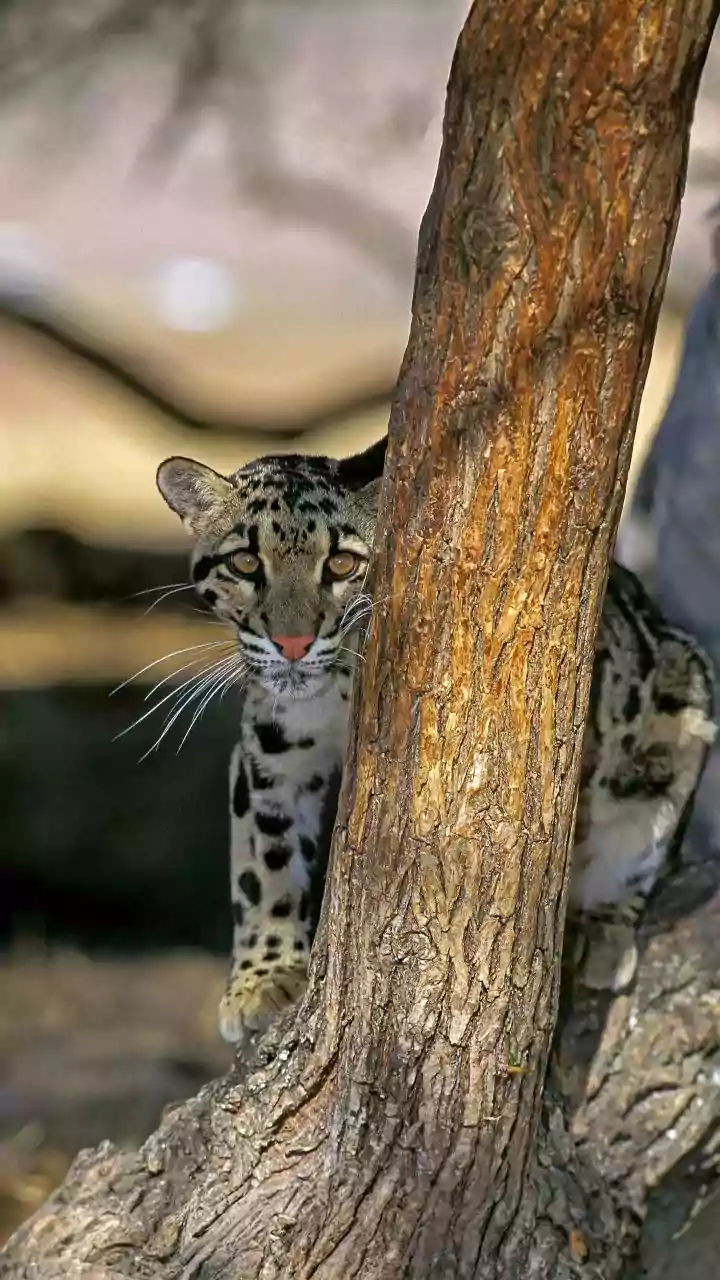 Wildlife Tourism in Ladakh Gets a Conservation-Led Framework