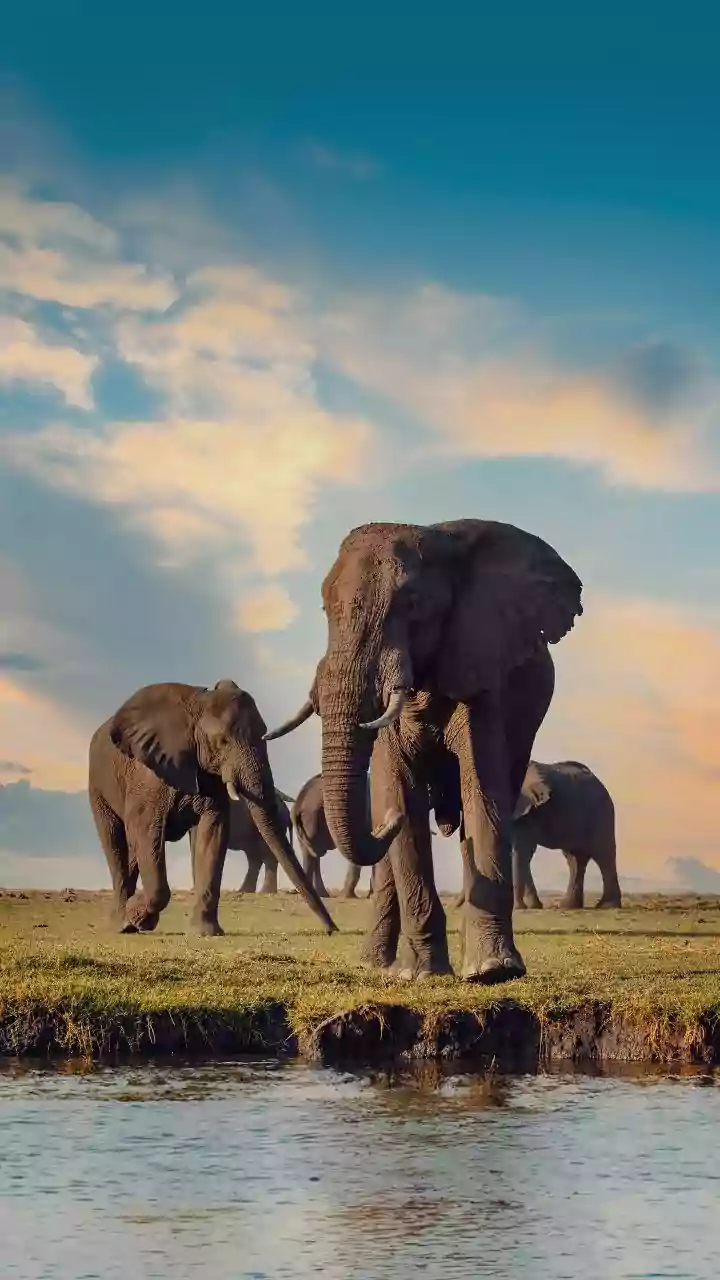 Assam: Rajdhani Express hits elephant herd, 7 elephants killed