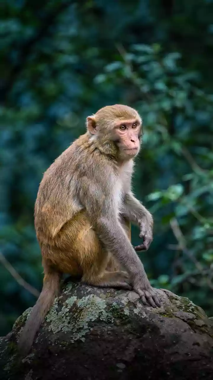 Macacos conseguiriam reconhecer a geometria como humanos