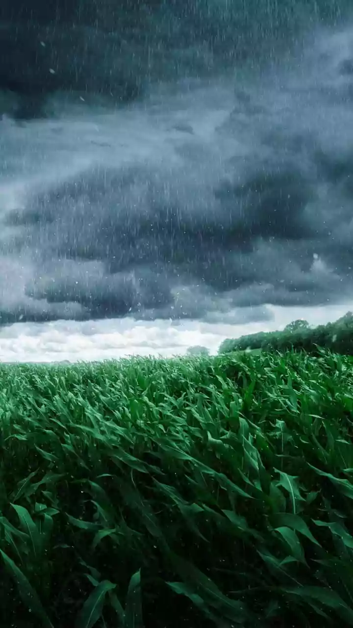 India's monsoon 13% below normal, farmers worried about crops