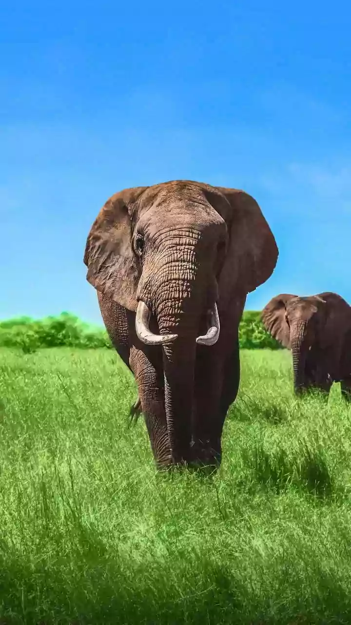 This is how you can make beautiful table mats