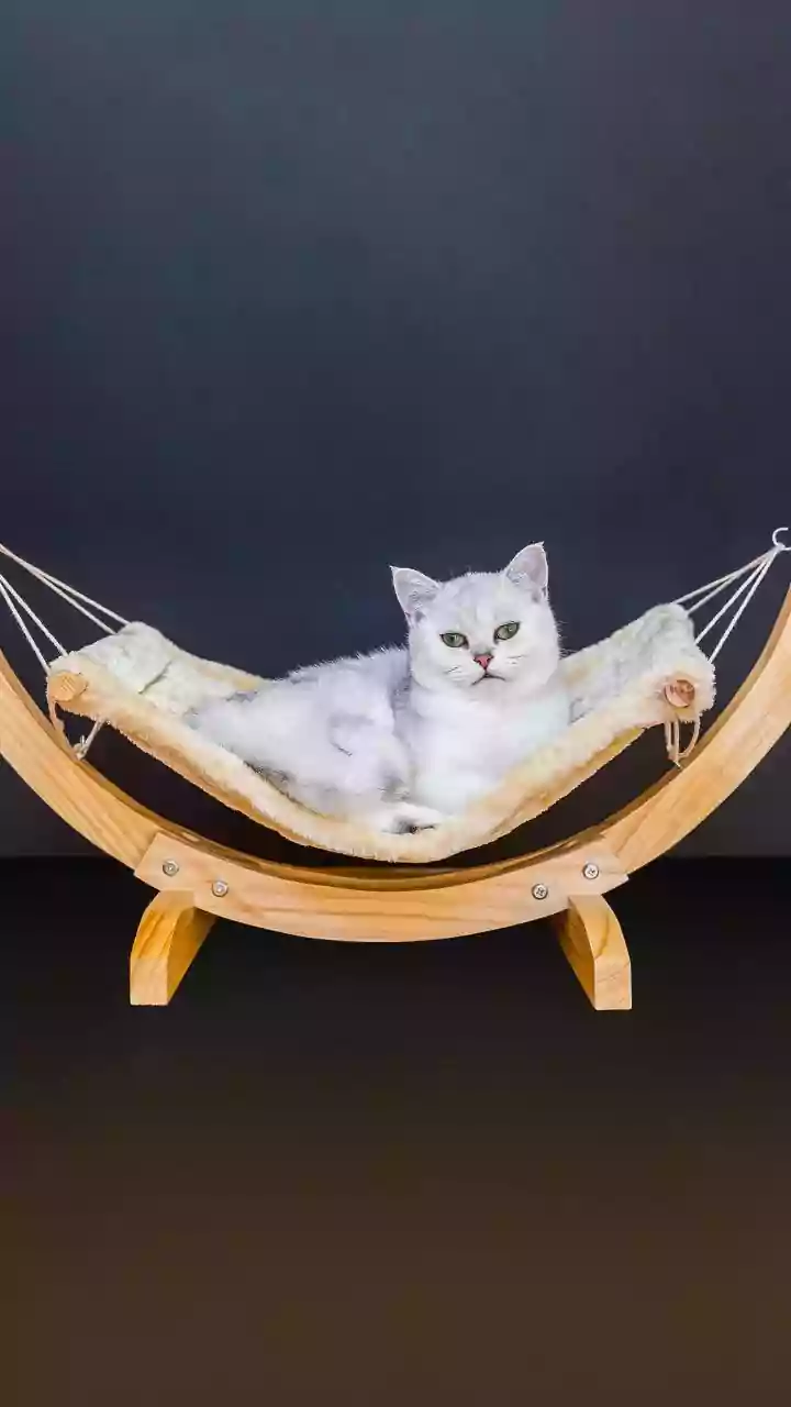 Aesthetic Cat Walls Feature Multi Tier Floating Wooden Bridges