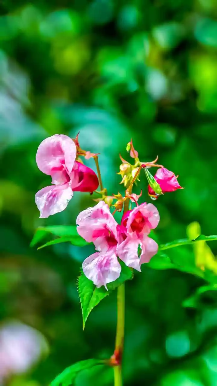 Bloom Chasers Need Weather And Permit Checks