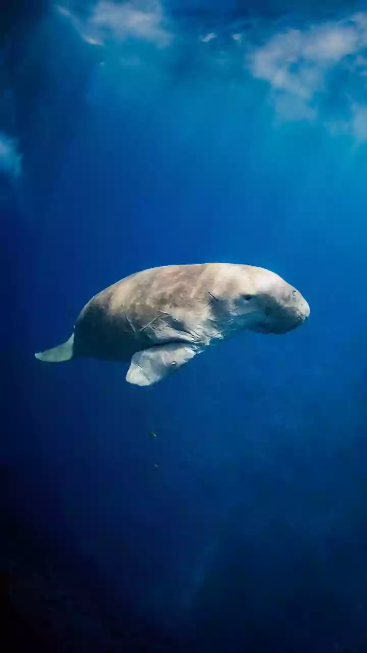 Why Scientists Are Exploring More Of The Deep Ocean