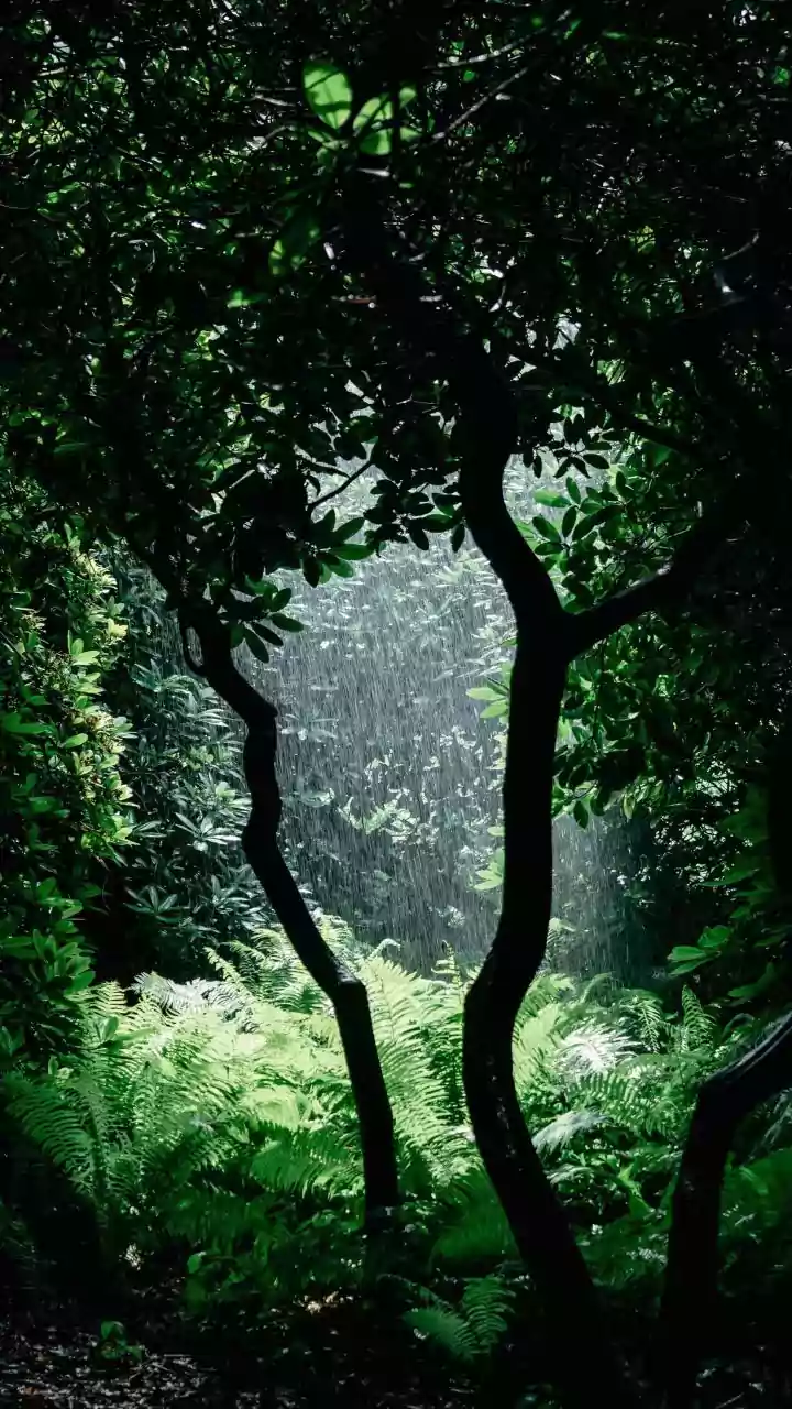 India's Green Season: Photography Ideas For Monsoon Weekend Trips