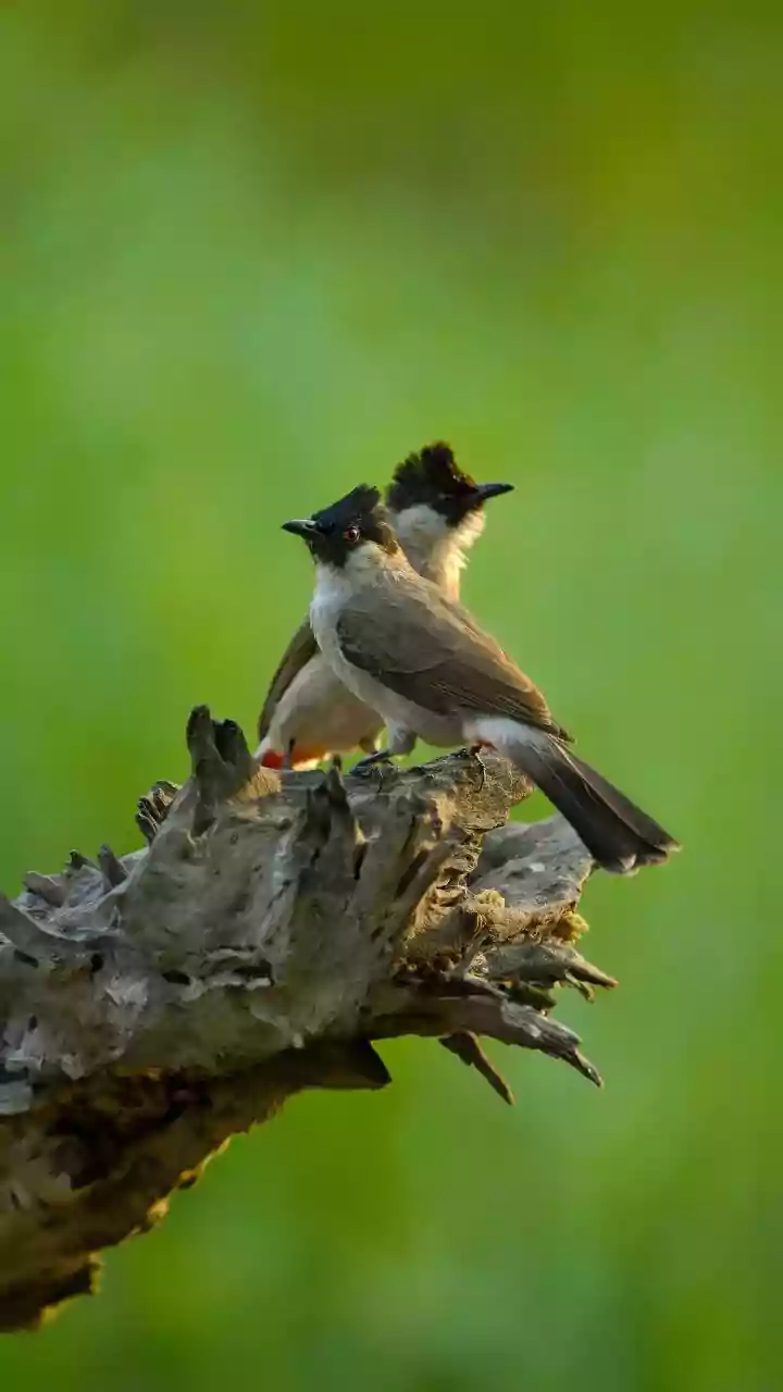 Noticing Nature In Cities: How Seasonal Changes Shift City Bird Nesting Cycles Today