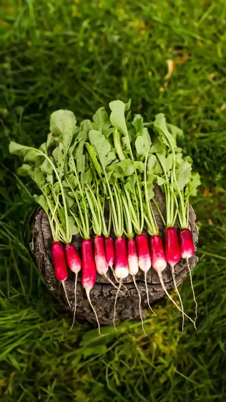Effortless Homegrown Radishes: A Quick Guide for Gardeners of All Levels