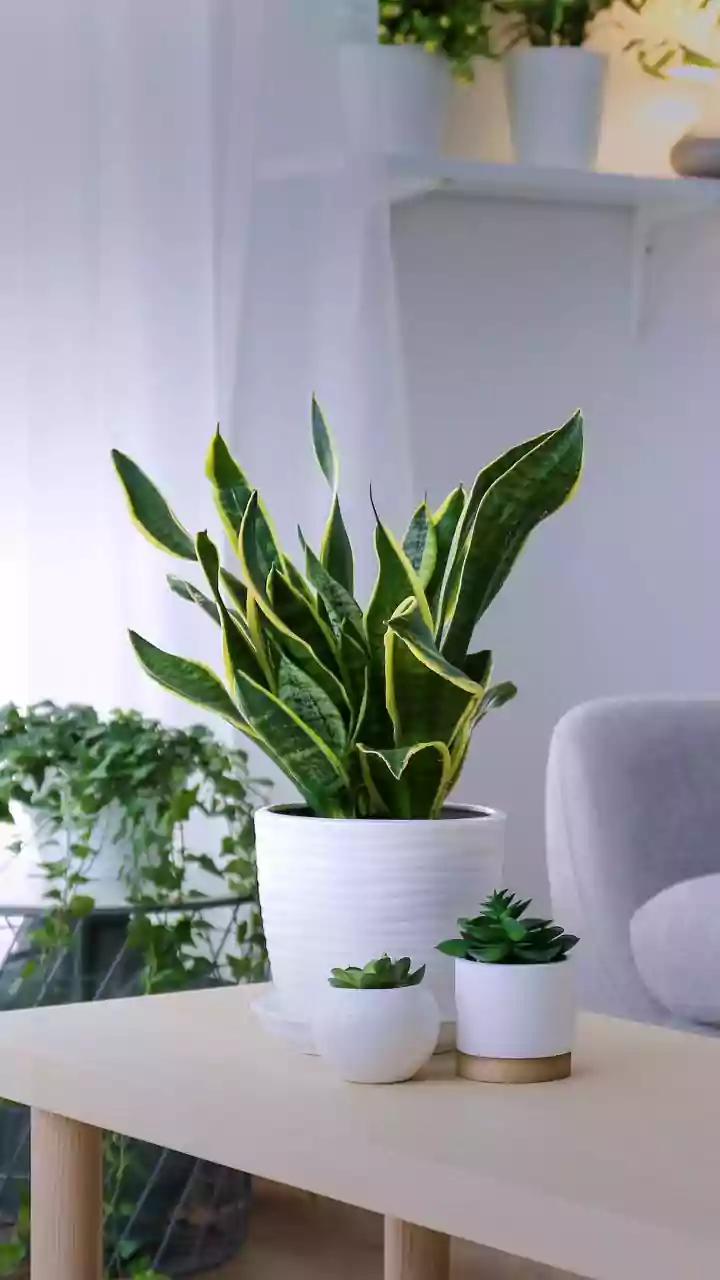 Can A Few Houseplants Freshen Your Room? Researchers Urge Realistic Expectations
