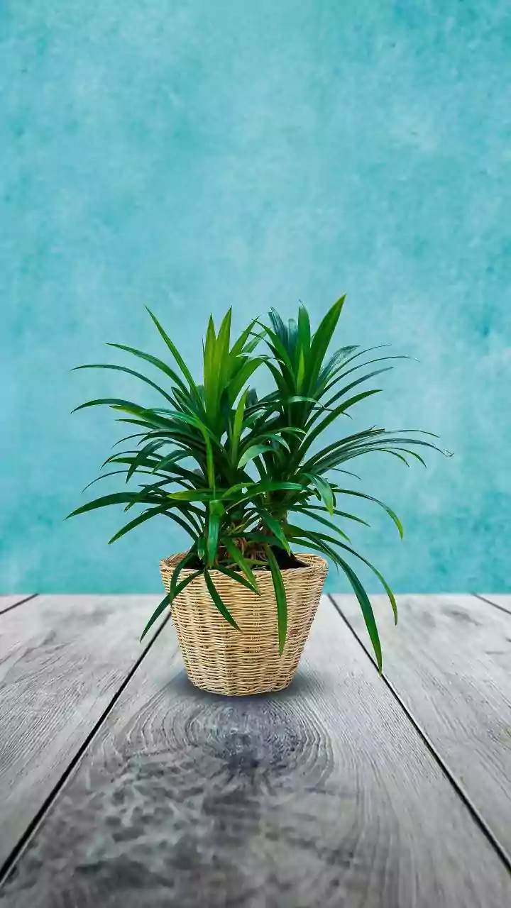 Indoor Plants Still Deserve A Place At Home, But Not As Standalone Air Cleaners