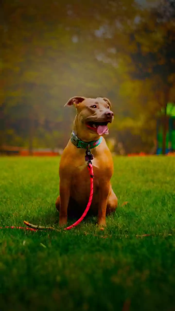 Chandigarh is stepping up for stray dogs