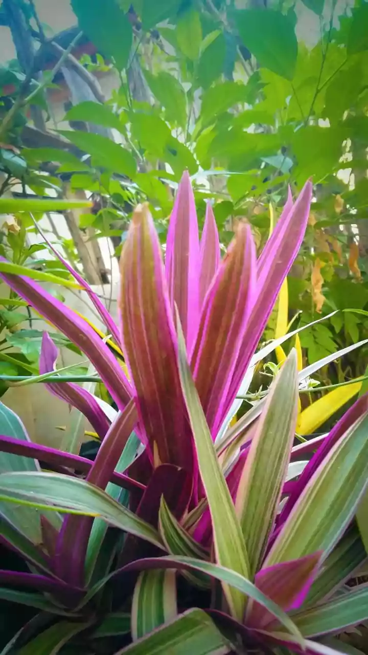 Nature's Wild Wonders: Unveiling the World's Most Unconventional and Bizarre Leaves