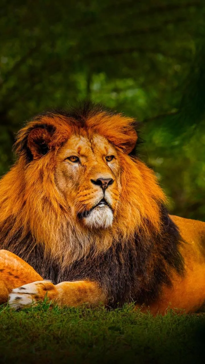 Leo Horoscope Today, January 29, 2026