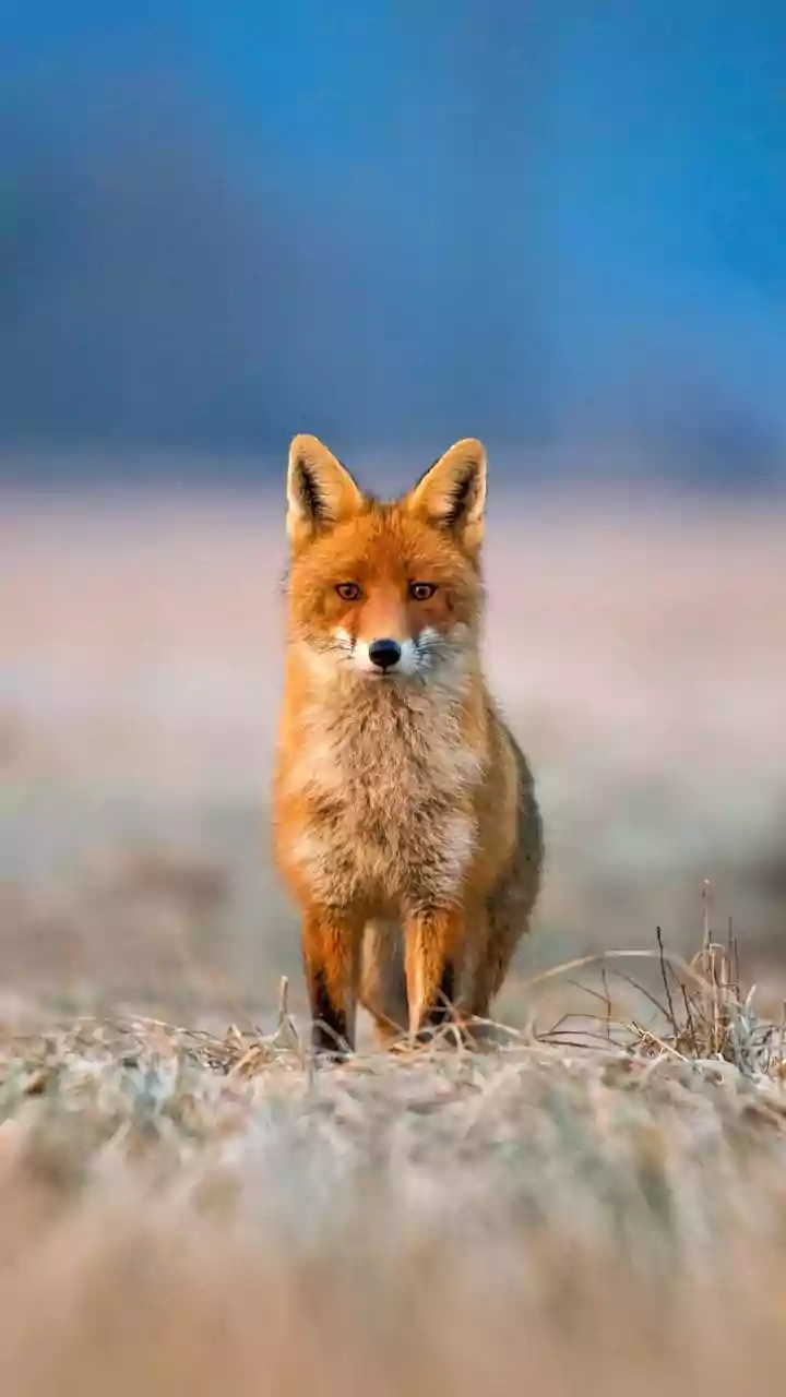 Wild fox falls into tank in Thane, rescued after one-hour operation