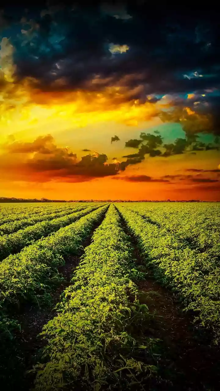 How Generative AI Is Entering the Fight Against Crop Disease