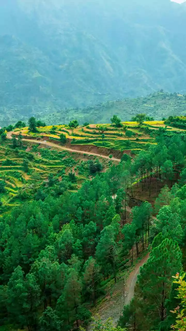 A Clear Guide to Indian Strawberry Breeding Through An MPKV-BARC Climate-Resilience Programme