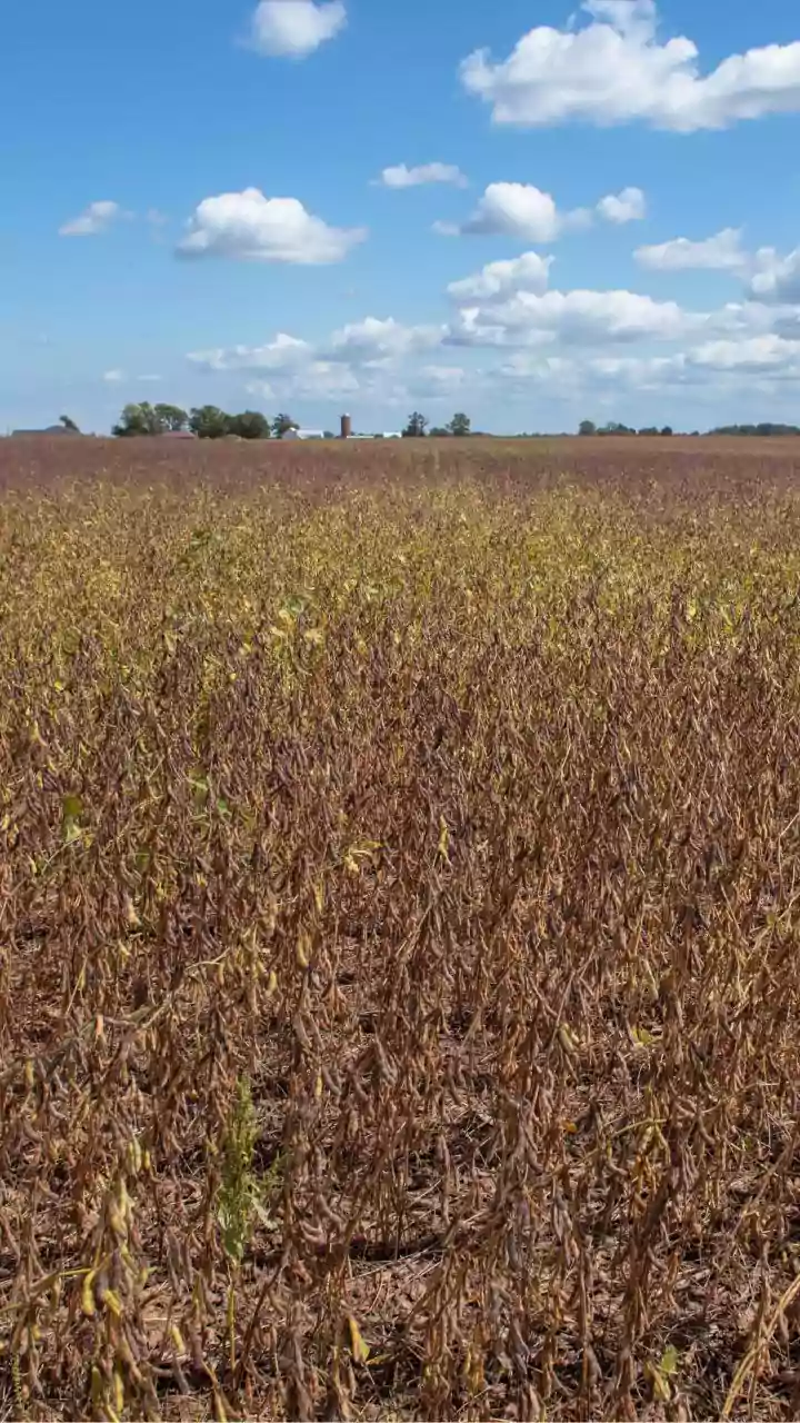 Prolonged Dry Spells and Weak Monsoon Withdrawal Impact Indian Agriculture