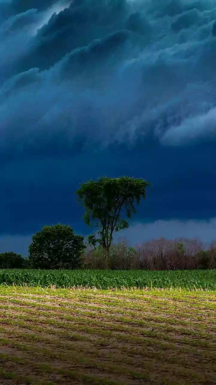 India's Weak Monsoon and El Niño: Understanding the Climate Link