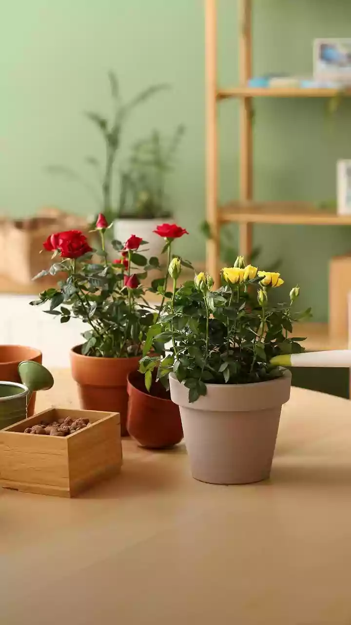How to grow healthy chives in pots