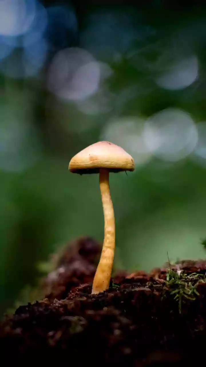 Rugda Mushroom Is The Monsoon Delicacy To Know