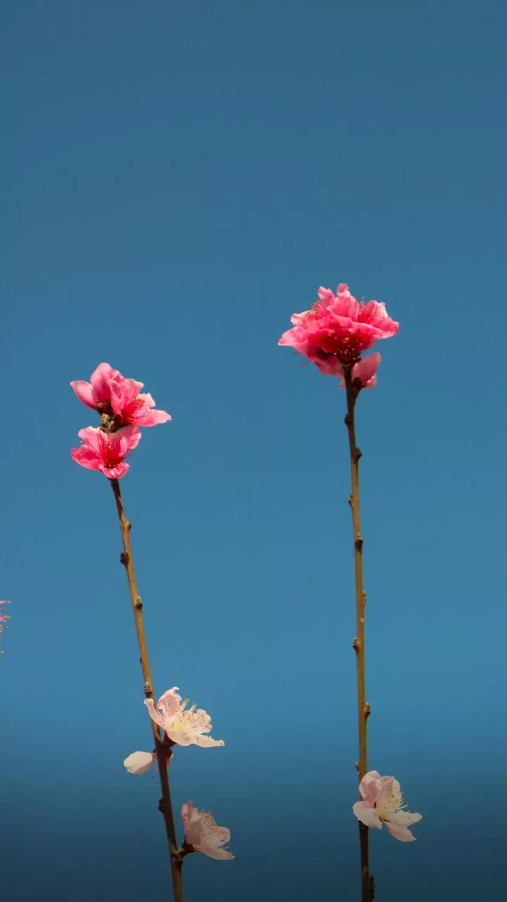 India's Pink Blossom Trails: 5 Cities Bursting with Instagram-Worthy Blooms