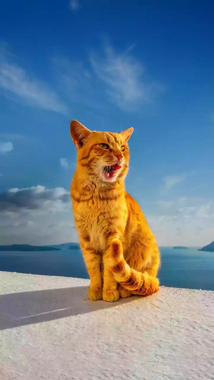 Pulau Ini Tawarkan Akomodasi Gratis Bagi Penyuka Kucing