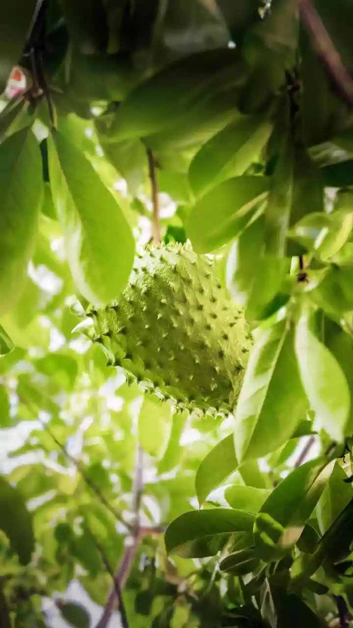 Uncommon Fruits: A Global Guide to 10 Unique Trees for Botanical Explorers