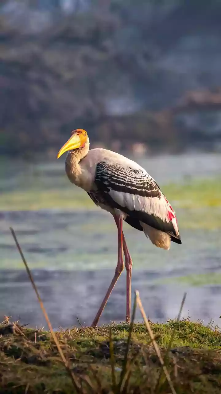 5 Winter Migrants to Spot: A Birdwatcher's Paradise in India!