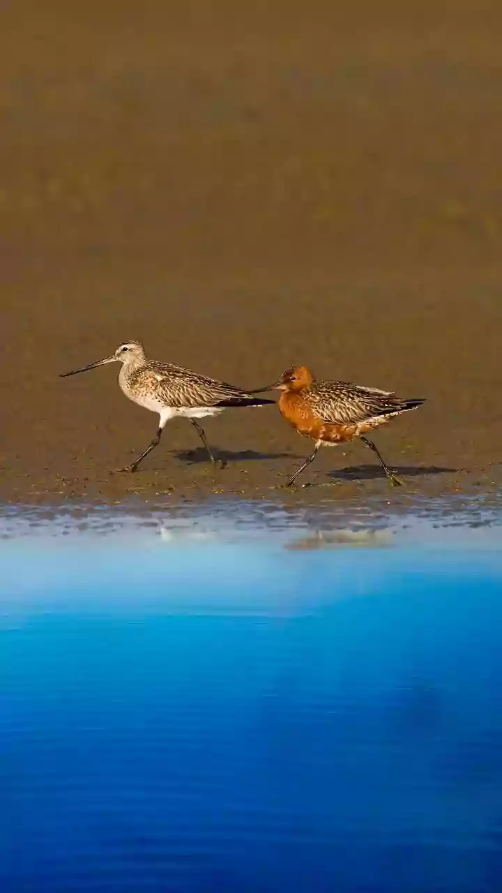 How Shorebirds Track Coastal Tidal Cycles To Time Stopover Feeding Breaks On Routes