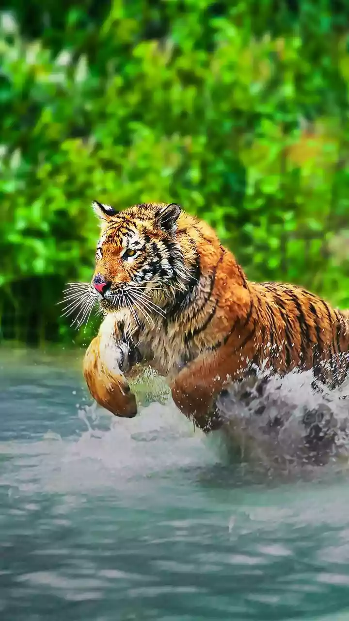 Why Monsoon Wildlife Adventures Are Becoming An August Travel Favourite
