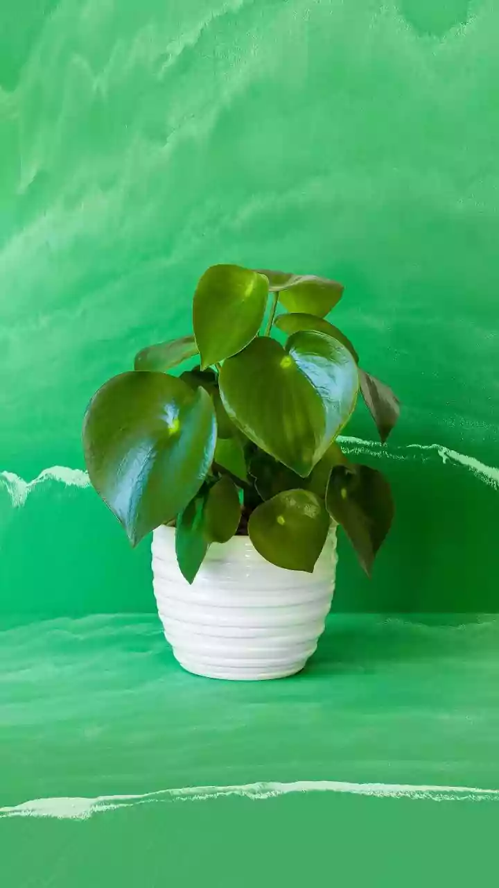 Simple Ways To Keep Indoor Plants Healthy All Season