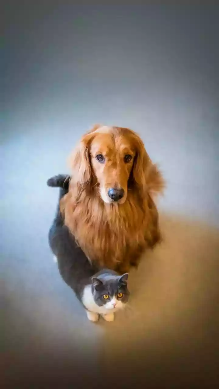 Indian city digital pet records: Pet Registration Beyond Dogs may help cities plan services for more companion animals
