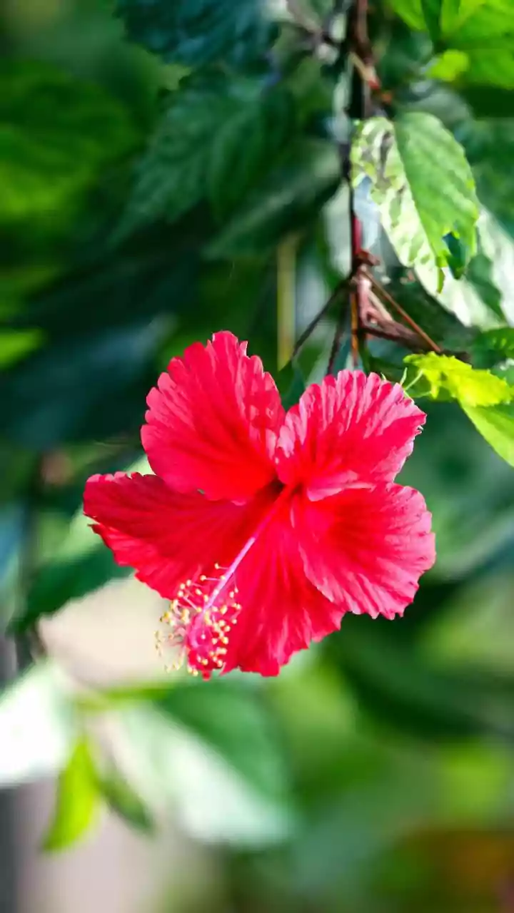 Hibiscus Hair: 7 Natural Ways to Unlock Growth & Shine!