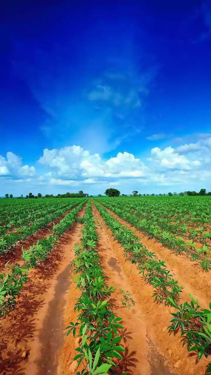 Understanding the Role of Weather in Indian Agriculture