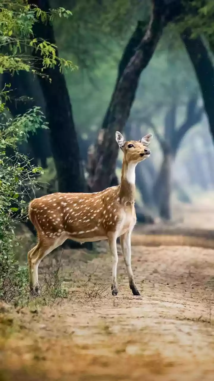 Deesa’s Desert Night Safari Could Change Gujarat’s Wildlife Tourism Scene