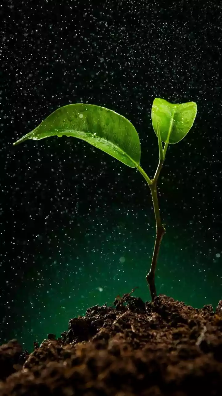 From Risk to Utility, Bengaluru's Rain-Fed Planting Window Has a Bigger Story