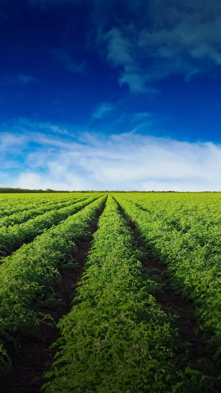 India's farmland shrank while smarter farming boosted crop output