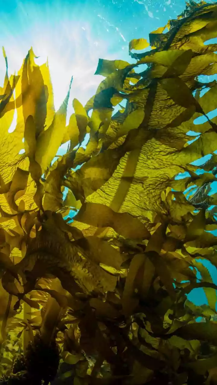 Biodegradable Packaging Breakthrough: Indian Startups Swap Takeaway Plastics For Sustainable Algae